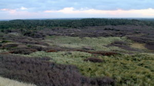 rubjerg_knude_klitplantage_11_nov_2012_ubt-002