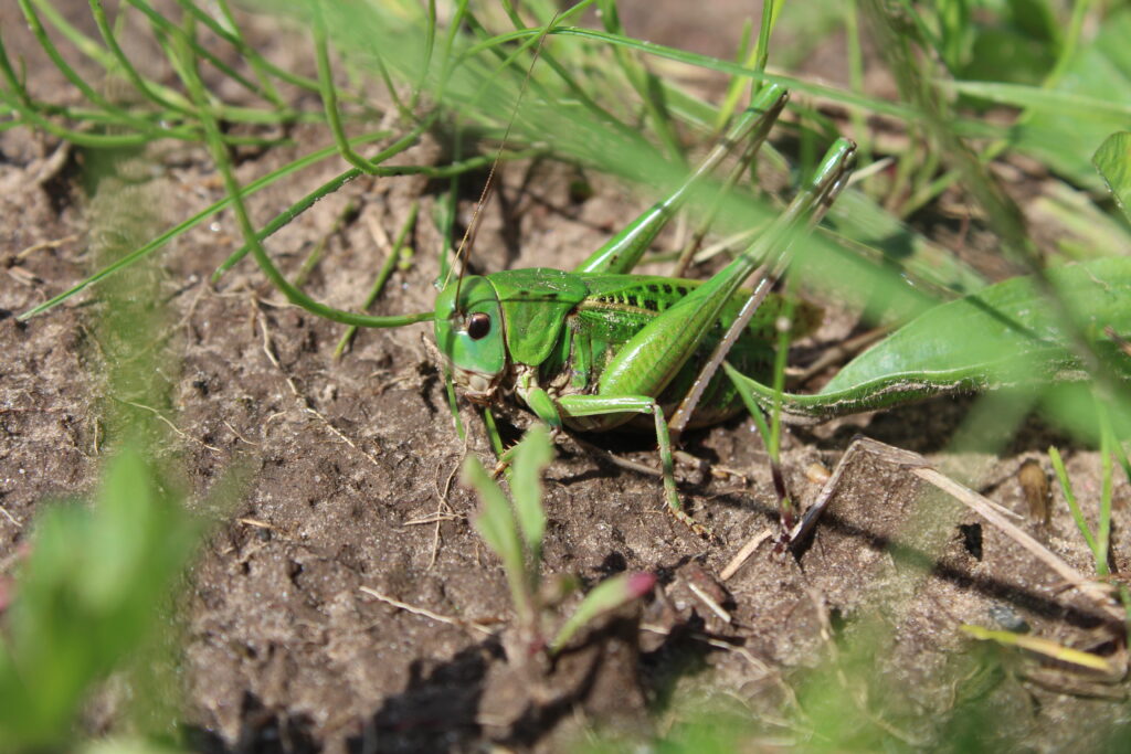 Vortebider – Danmarks naturguide