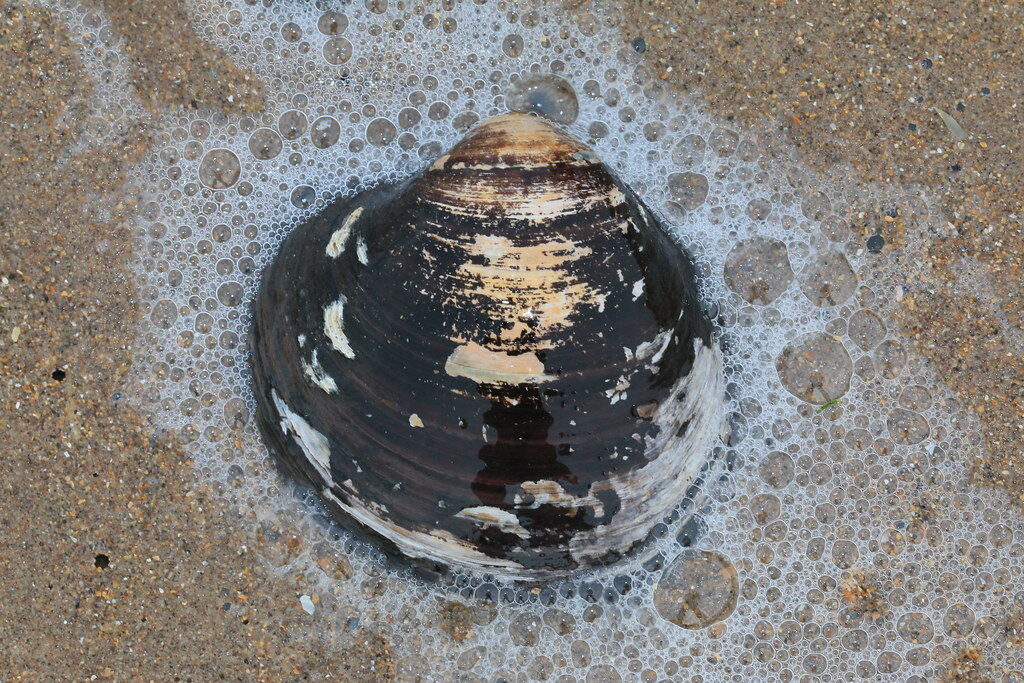 Molbo Molboøsters – Danmarks naturguide